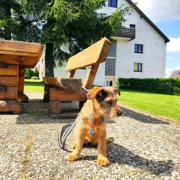 Ferienwohnung Harzluchs Mit Balkon, Netflix Und Sauna Im Haus Hohegeiss Exterior foto